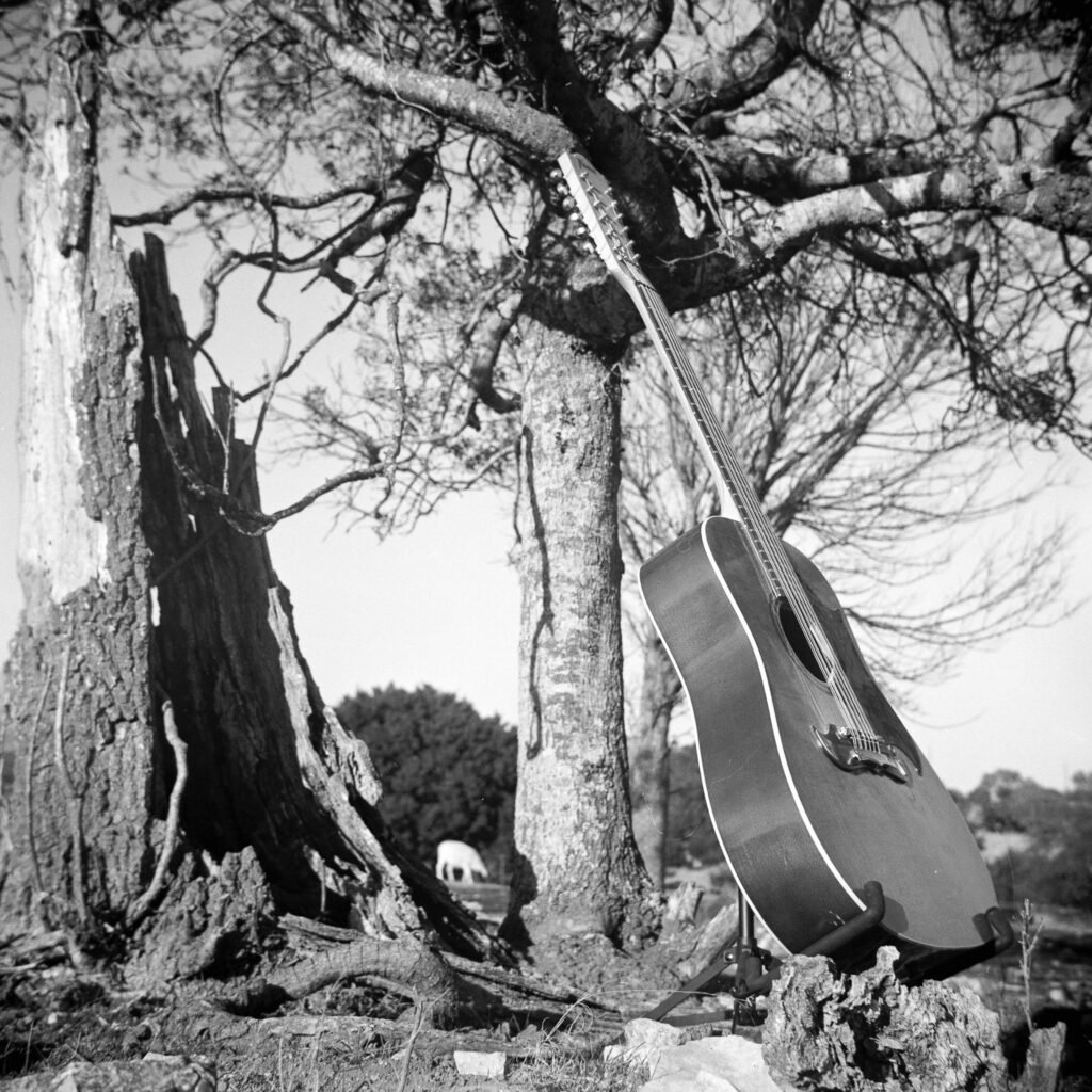 A black-and-white photo of a twelve-string guitar in front of a tree and a tree stump.